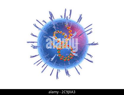 Virus Lassa, illustrazione tagliata-via. Il virus Lassa è costituito da un genoma di RNA (acido ribonucleico) circondato da un capside proteico, che è esso stesso circondato Foto Stock