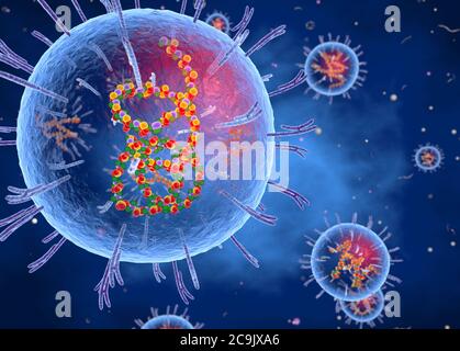 Virus Lassa, illustrazione tagliata-via. Il virus Lassa è costituito da un genoma di RNA (acido ribonucleico) circondato da un capside proteico, che è esso stesso circondato Foto Stock