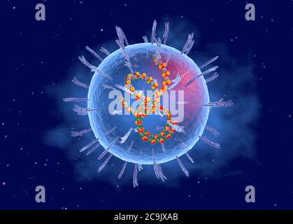 Virus Lassa, illustrazione tagliata-via. Il virus Lassa è costituito da un genoma di RNA (acido ribonucleico) circondato da un capside proteico, che è esso stesso circondato Foto Stock