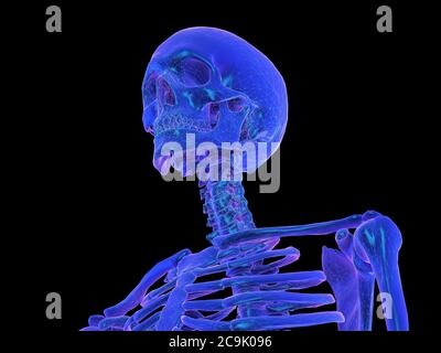 Scheletro umano, illustrazione. Foto Stock