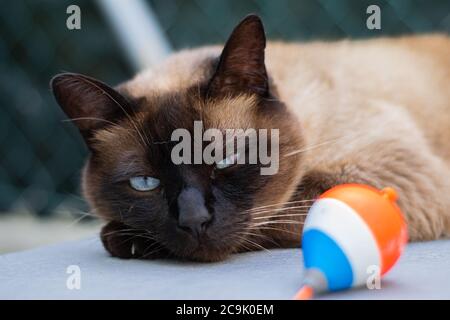 Gatto siamese in posa al mercato del pesce dopo pranzo, Felis silvestris F. catus. Concetto di pesce gatto con un gatto siamese con occhi blu. Foto Stock