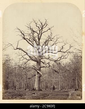 James Sinclair, quattordicesimo conte di Caithness (inglese - quercia della regina Anna Foto Stock