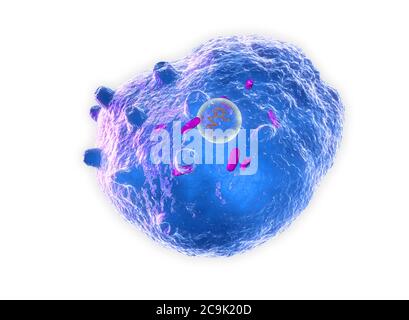 Chlamydia trachomatis batterium, illustrazione del computer. Chlamydia trachomatis causa un'infezione sessualmente trasmessa che può andare non rilevata causando me Foto Stock