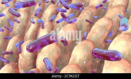 Computer illustrazione dei batteri sulla superficie dei villi intestinali. Foto Stock