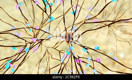 Encefalite batterica. Illustrazione concettuale del computer che mostra i batteri che infettano le cellule cerebrali. Foto Stock