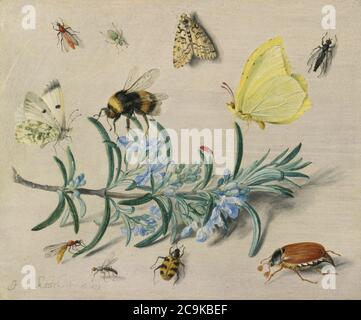 Jan van Kessel (i) - uno studio sulla vita morta degli insetti su un carro di rosmarino con farfalle, un'ape bumble, scarabei e altri insetti. Foto Stock
