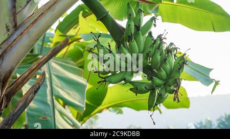 Primo piano di alberi di banana Foto Stock