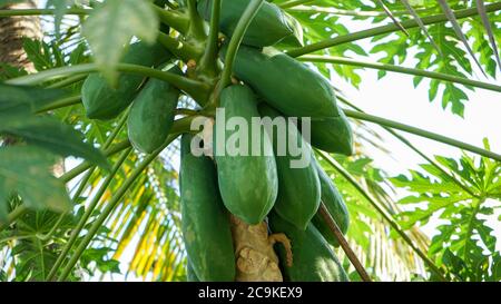 Primo piano su albero papaya Foto Stock