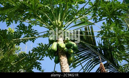 Primo piano su albero papaya Foto Stock