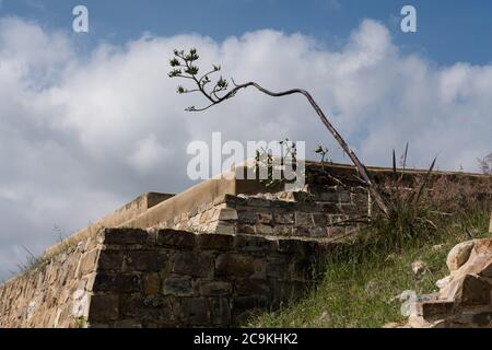 Un'agave punta di fiori sulle rovine della East House o Casa de Oriente nella città di Zapotec di Atzompa, vicino a Oaxaca, Messico. Foto Stock