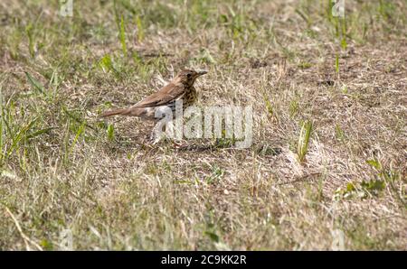 una canzone thrush si erge su un prato Foto Stock