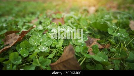 Primo piano di Clover Flower in autunno. Composizione della natura. Foto Stock