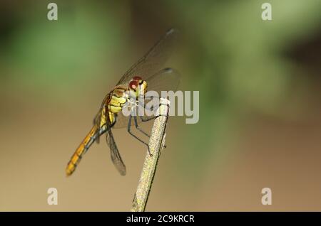 Una caccia Ruddy Darter Dragonfly, Sympetrum sanguineum, che perching su un gambo di pianta. Foto Stock