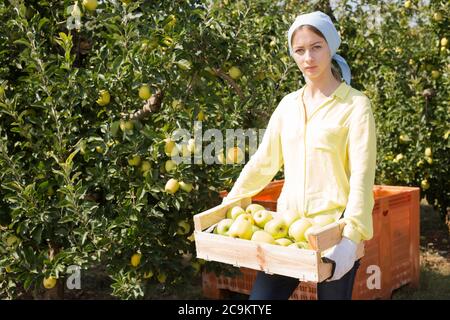 Giovane contadina che porta il raccolto fresco di mele in cassa in giardino di frutta in giornata di sole Foto Stock