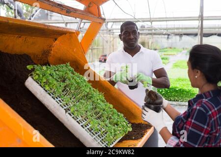 Donna sicura afro man latina lavorando al vivaio di piante che vasellano piantine vegetali da casse a pentole Foto Stock