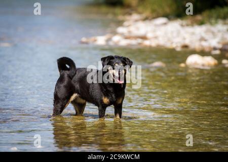 Cane austriaco Pinscher in piedi in acqua, fiume Alm, Vorchdorf, Austria Foto Stock