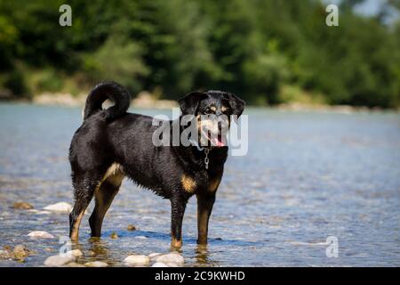 Cane austriaco Pinscher in piedi in acqua, fiume Alm, Vorchdorf, Austria Foto Stock