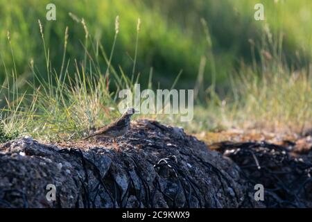 Meadow Pipit (Anthus pratensis) Foto Stock