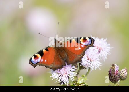 Farfalla pavone Foto Stock