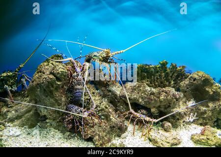 Aragoste spinose, conosciute anche come languaste, langouste, o aragoste di roccia. Chiamato gamberi o gamberi di mare Foto Stock