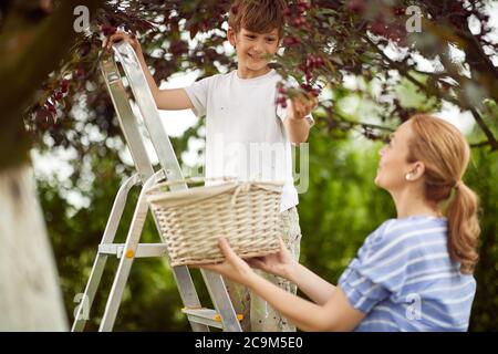 Un ragazzo che raccoglie ciliegie in un cesto con la madre Foto Stock