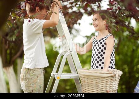 Fratello e sorella raccogliendo ciliegie in un cestino in una bella giornata Foto Stock