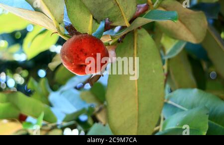 La mela di velluto o il bisbul crescono sull'albero. Foto Stock