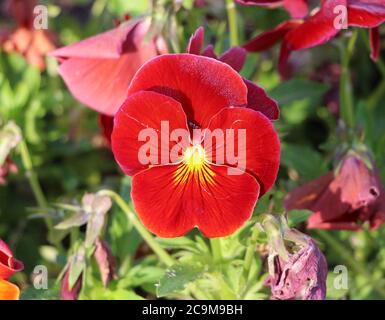 Delta pure Red Pansy o Viola su sfondo sfocato con un piccolo coleottero che emerge da dietro un petalo Foto Stock