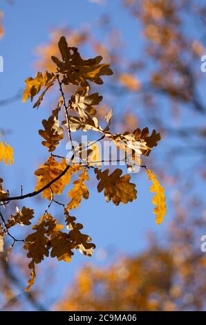 Autunno tempo foglie di quercia su un ramo contro l'orientamento verticale cielo blu Foto Stock