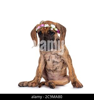 Carino brindle luce Grande cucciolo di Dane, seduta di fronte indossando banda di fiori sulla testa. Aspetto molto annoiato accanto alla fotocamera con occhi lucidi e scuri. Isolato Foto Stock