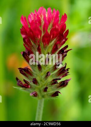 Primo piano di Trifolium incarnatum, trifoglio di cremisi, luglio, Cornovaglia, Regno Unito Foto Stock