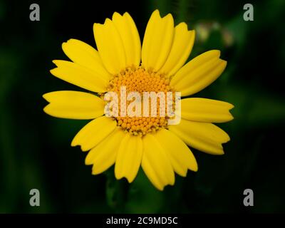 Glebionis setetum, Chrysanthemum segetum, corn marigold, luglio, Cornovaglia, Regno Unito Foto Stock