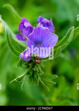 Echium vulgare, Viper's-bugloss, luglio, Cornovaglia, Regno Unito Foto Stock