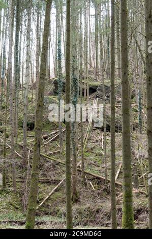 gambo di abete con rocce in foresta Foto Stock