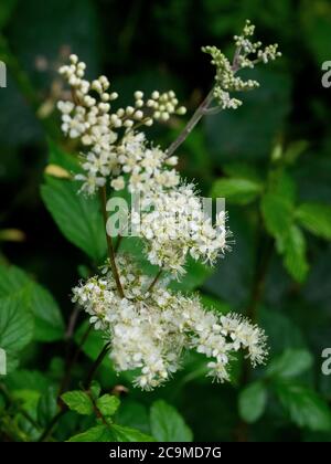 Filipendula ulmaria, Meadowsweet, luglio, Cornovaglia, Regno Unito Foto Stock