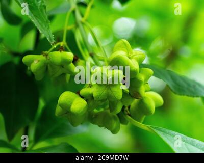 Capsulare Fruit of the (Euonymus europaeus), albero del fuso, luglio, Cornovaglia, Regno Unito Foto Stock