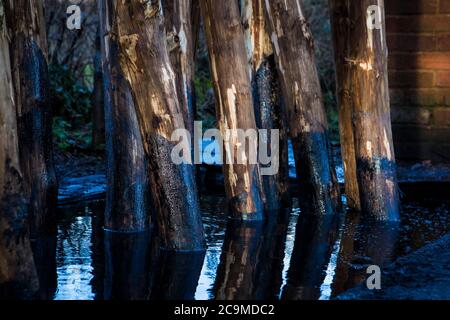 Conservare i pali di luppolo in legno di castagno in creosoto per preservarli dalla marchiatura nel terreno nel giardino del luppolo utilizzando un serbatoio di 100 anni. Foto Stock