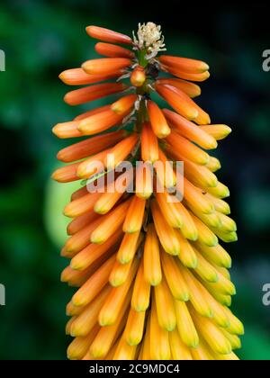 Shining Scepter, ibrido kniphofia, Devon, Regno Unito luglio Foto Stock