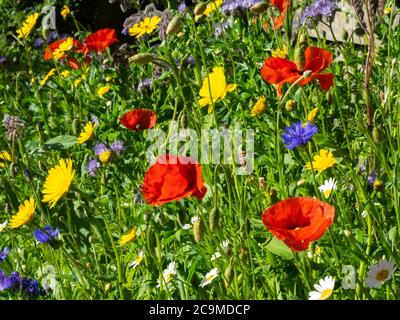 Giardino di Wildflower coltivato da una miscela di semi, Cornwall, Regno Unito Foto Stock