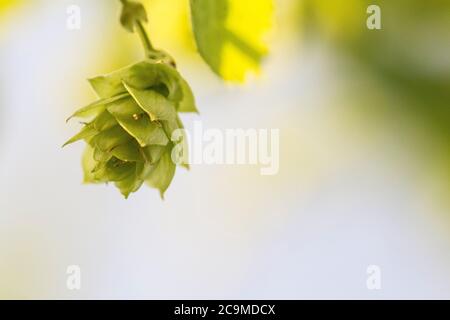 Coni di luppolo giovani alla fabbrica di birra Larkins, molto proprio giardino luppolo, Chiddingstone, Kent Foto Stock