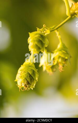 Coni di luppolo giovani alla fabbrica di birra Larkins, molto proprio giardino luppolo, Chiddingstone, Kent Foto Stock