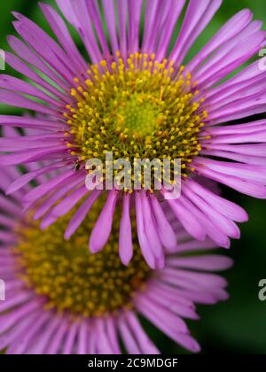 Erigeron glaucus, daisy mare, Devon, Regno Unito luglio Foto Stock