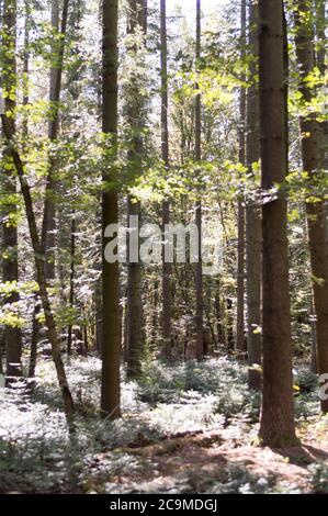 gambo di abete con rocce in foresta Foto Stock