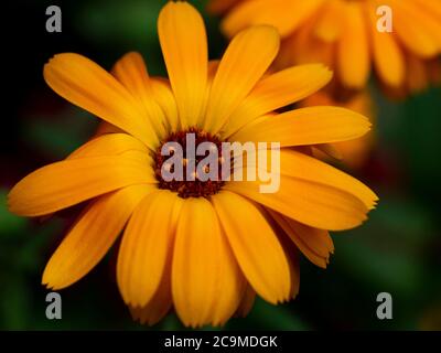 Calendula officinalis, pot marigold, Devon, Regno Unito, luglio Foto Stock