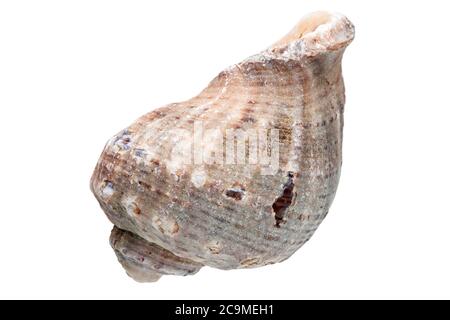 Rapana un cockleshell di mare, una malyuska cibo di mare su uno sfondo bianco. Foto Stock
