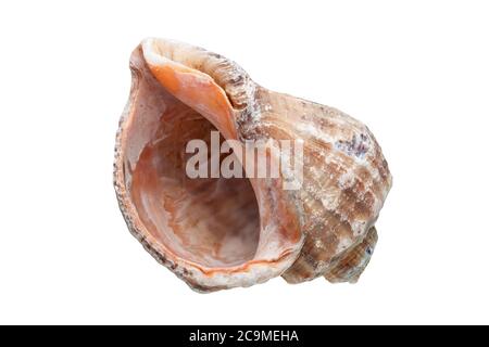 Rapana un cockleshell di mare, una malyuska cibo di mare su uno sfondo bianco. Foto Stock