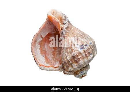 Rapana un cockleshell di mare, una malyuska cibo di mare su uno sfondo bianco. Foto Stock