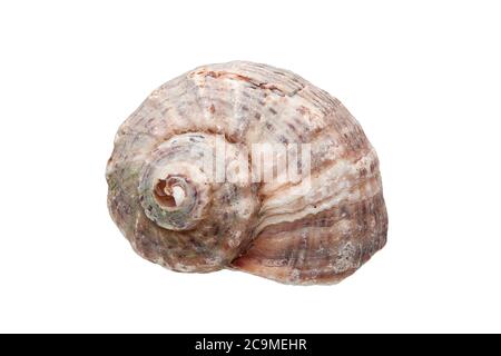 Rapana un cockleshell di mare, una malyuska cibo di mare su uno sfondo bianco. Foto Stock