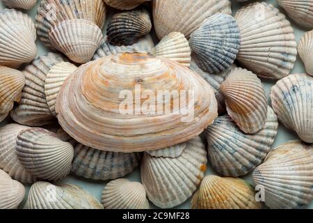 Il grande cockleshell leggero si trova dall'alto su un mucchio di piccole scarafaggi di mare. Foto Stock