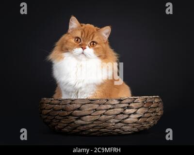 Adorabile rosso con gatto bianco British Longhair, seduto in ciotola marrone. Guardando la fotocamera con grandi occhi arancioni. Isolato su sfondo nero. Foto Stock